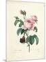 Hundred-Leaved Rose-Pierre Joseph Redout?-Mounted Giclee Print