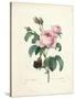 Hundred-Leaved Rose-Pierre Joseph Redout?-Stretched Canvas