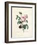 Hundred-Leaved Rose-Pierre Joseph Redout?-Framed Giclee Print