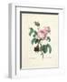 Hundred-Leaved Rose-Pierre Joseph Redout?-Framed Giclee Print