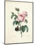 Hundred-Leaved Rose-Pierre Joseph Redout?-Mounted Giclee Print