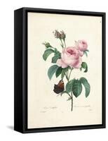 Hundred-Leaved Rose-Pierre Joseph Redout?-Framed Stretched Canvas