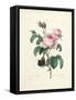 Hundred-Leaved Rose-Pierre Joseph Redout?-Framed Stretched Canvas