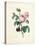 Hundred-Leaved Rose-Pierre Joseph Redout?-Stretched Canvas