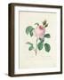 Hundred-Leaved Rose-Pierre Joseph Redout?-Framed Giclee Print