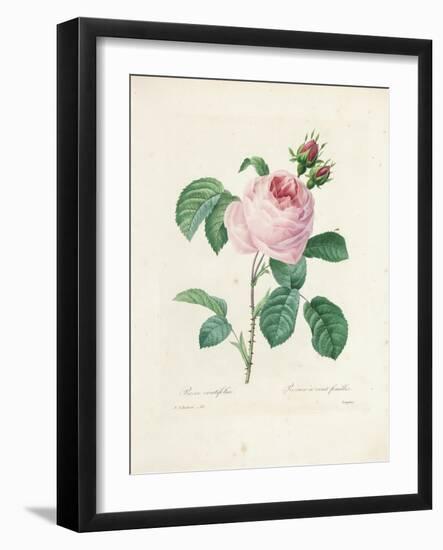 Hundred-Leaved Rose-Pierre Joseph Redout?-Framed Giclee Print