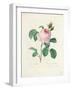 Hundred-Leaved Rose-Pierre Joseph Redout?-Framed Giclee Print