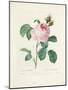 Hundred-Leaved Rose-Pierre Joseph Redout?-Mounted Giclee Print