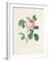 Hundred-Leaved Rose-Pierre Joseph Redout?-Framed Giclee Print