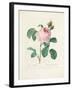 Hundred-Leaved Rose-Pierre Joseph Redout?-Framed Giclee Print