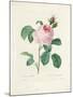 Hundred-Leaved Rose-Pierre Joseph Redout?-Mounted Giclee Print