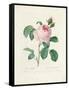 Hundred-Leaved Rose-Pierre Joseph Redout?-Framed Stretched Canvas