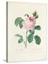 Hundred-Leaved Rose-Pierre Joseph Redout?-Stretched Canvas