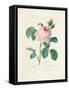 Hundred-Leaved Rose-Pierre Joseph Redout?-Framed Stretched Canvas