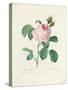 Hundred-Leaved Rose-Pierre Joseph Redout?-Stretched Canvas