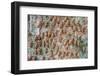 Hundreds of Periodical cicada nymphs ascending a tree, USA-Doug Wechsler-Framed Photographic Print