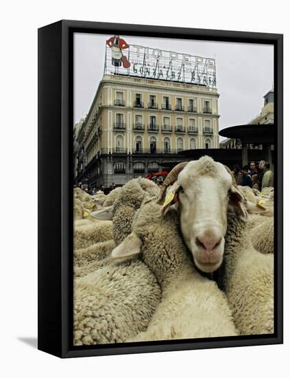 Hundreds of Sheep are Driven Along Sol Square During the Annual Parade Through Madrid-null-Framed Stretched Canvas