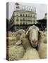 Hundreds of Sheep are Driven Along Sol Square During the Annual Parade Through Madrid-null-Stretched Canvas