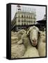 Hundreds of Sheep are Driven Along Sol Square During the Annual Parade Through Madrid-null-Framed Stretched Canvas