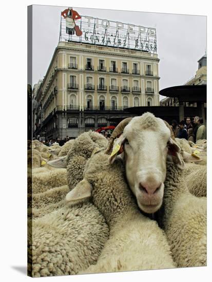 Hundreds of Sheep are Driven Along Sol Square During the Annual Parade Through Madrid-null-Stretched Canvas