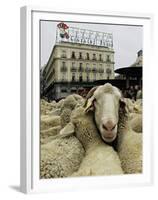 Hundreds of Sheep are Driven Along Sol Square During the Annual Parade Through Madrid-null-Framed Premium Photographic Print