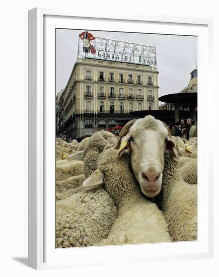 Hundreds of Sheep are Driven Along Sol Square During the Annual Parade Through Madrid-null-Framed Premium Photographic Print