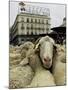 Hundreds of Sheep are Driven Along Sol Square During the Annual Parade Through Madrid-null-Mounted Premium Photographic Print