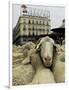 Hundreds of Sheep are Driven Along Sol Square During the Annual Parade Through Madrid-null-Framed Photographic Print