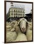 Hundreds of Sheep are Driven Along Sol Square During the Annual Parade Through Madrid-null-Framed Photographic Print