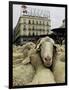 Hundreds of Sheep are Driven Along Sol Square During the Annual Parade Through Madrid-null-Framed Photographic Print