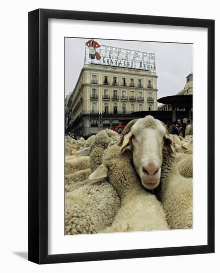 Hundreds of Sheep are Driven Along Sol Square During the Annual Parade Through Madrid-null-Framed Photographic Print