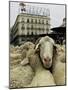 Hundreds of Sheep are Driven Along Sol Square During the Annual Parade Through Madrid-null-Mounted Photographic Print