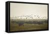 Hungarian Grey Cattle (Bos Primigenius Taurus Hungaricus) with European Starlings Overhead, Hungary-Radisics-Framed Stretched Canvas