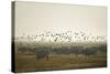 Hungarian Grey Cattle (Bos Primigenius Taurus Hungaricus) with European Starlings Overhead, Hungary-Radisics-Stretched Canvas