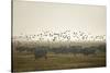 Hungarian Grey Cattle (Bos Primigenius Taurus Hungaricus) with European Starlings Overhead, Hungary-Radisics-Stretched Canvas