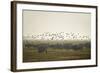 Hungarian Grey Cattle (Bos Primigenius Taurus Hungaricus) with European Starlings Overhead, Hungary-Radisics-Framed Photographic Print