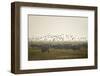 Hungarian Grey Cattle (Bos Primigenius Taurus Hungaricus) with European Starlings Overhead, Hungary-Radisics-Framed Photographic Print