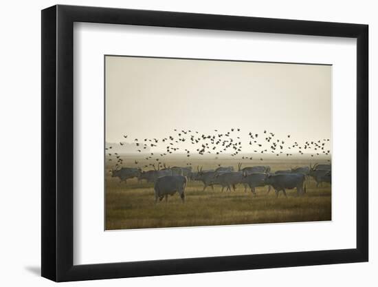 Hungarian Grey Cattle (Bos Primigenius Taurus Hungaricus) with European Starlings Overhead, Hungary-Radisics-Framed Photographic Print