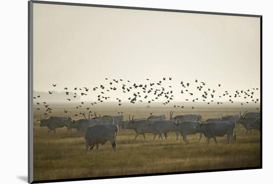 Hungarian Grey Cattle (Bos Primigenius Taurus Hungaricus) with European Starlings Overhead, Hungary-Radisics-Mounted Photographic Print