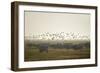 Hungarian Grey Cattle (Bos Primigenius Taurus Hungaricus) with European Starlings Overhead, Hungary-Radisics-Framed Photographic Print