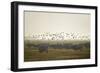 Hungarian Grey Cattle (Bos Primigenius Taurus Hungaricus) with European Starlings Overhead, Hungary-Radisics-Framed Photographic Print