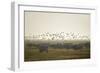 Hungarian Grey Cattle (Bos Primigenius Taurus Hungaricus) with European Starlings Overhead, Hungary-Radisics-Framed Photographic Print