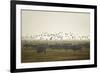 Hungarian Grey Cattle (Bos Primigenius Taurus Hungaricus) with European Starlings Overhead, Hungary-Radisics-Framed Photographic Print