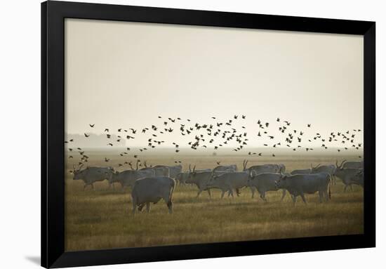 Hungarian Grey Cattle (Bos Primigenius Taurus Hungaricus) with European Starlings Overhead, Hungary-Radisics-Framed Photographic Print