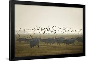 Hungarian Grey Cattle (Bos Primigenius Taurus Hungaricus) with European Starlings Overhead, Hungary-Radisics-Framed Photographic Print