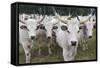 Hungarian Grey Cattle Herd in Field, Mohacs, Béda-Karapancsa, Duna Drava Np, Hungary, September-Möllers-Framed Stretched Canvas