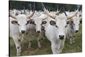 Hungarian Grey Cattle Herd in Field, Mohacs, Béda-Karapancsa, Duna Drava Np, Hungary, September-Möllers-Stretched Canvas