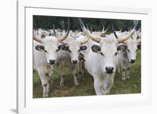 Hungarian Grey Cattle Herd in Field, Mohacs, Béda-Karapancsa, Duna Drava Np, Hungary, September-Möllers-Framed Photographic Print