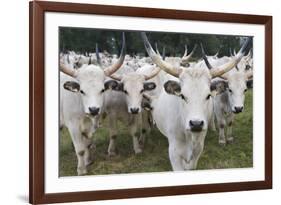 Hungarian Grey Cattle Herd in Field, Mohacs, Béda-Karapancsa, Duna Drava Np, Hungary, September-Möllers-Framed Photographic Print