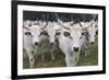 Hungarian Grey Cattle Herd in Field, Mohacs, Béda-Karapancsa, Duna Drava Np, Hungary, September-Möllers-Framed Photographic Print